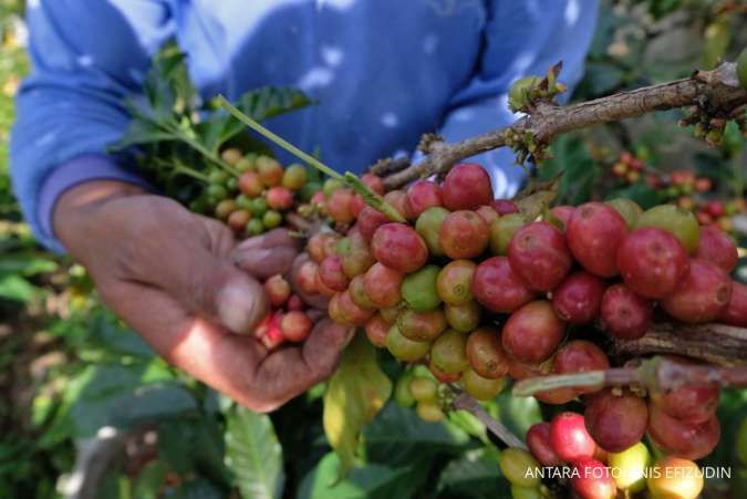 BMKG Ungkap Dampak Serius Perubahan Iklim Pada Penurunan Produksi Kopi