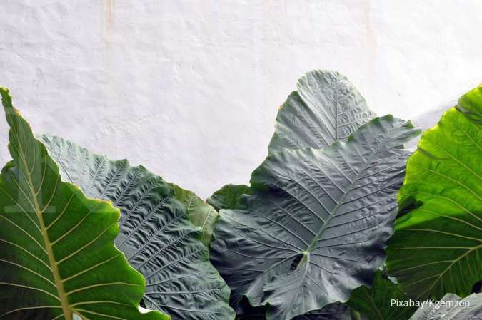 Cara Merawat Tanaman Kuping Gajah yang Benar, Perhatikan 5 Hal Ini