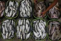 Produksi Perikanan Naik 2% di Kuartal Pertama 2025