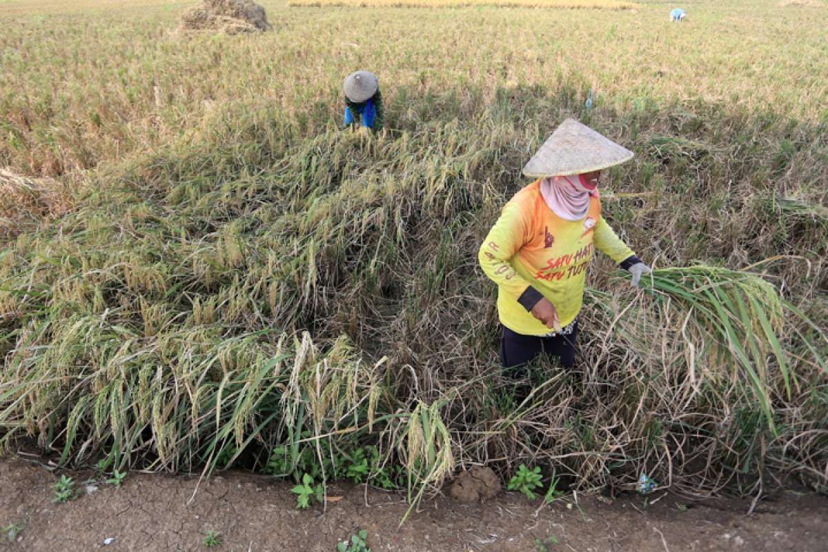 Hasil Produksi Pertanian Menyusut Saat Pasca Panen
