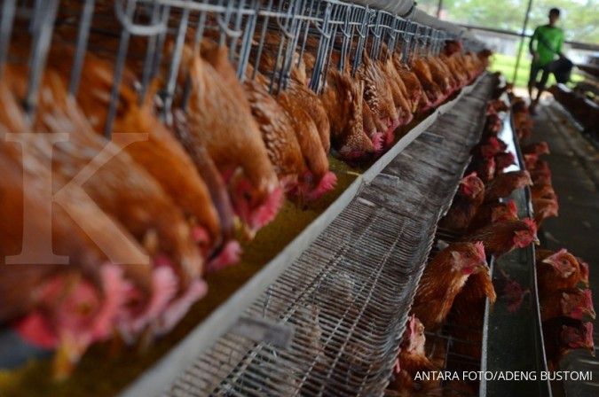 Indonesia stop ekspor ayam kampung ke Malaysia karena wabah