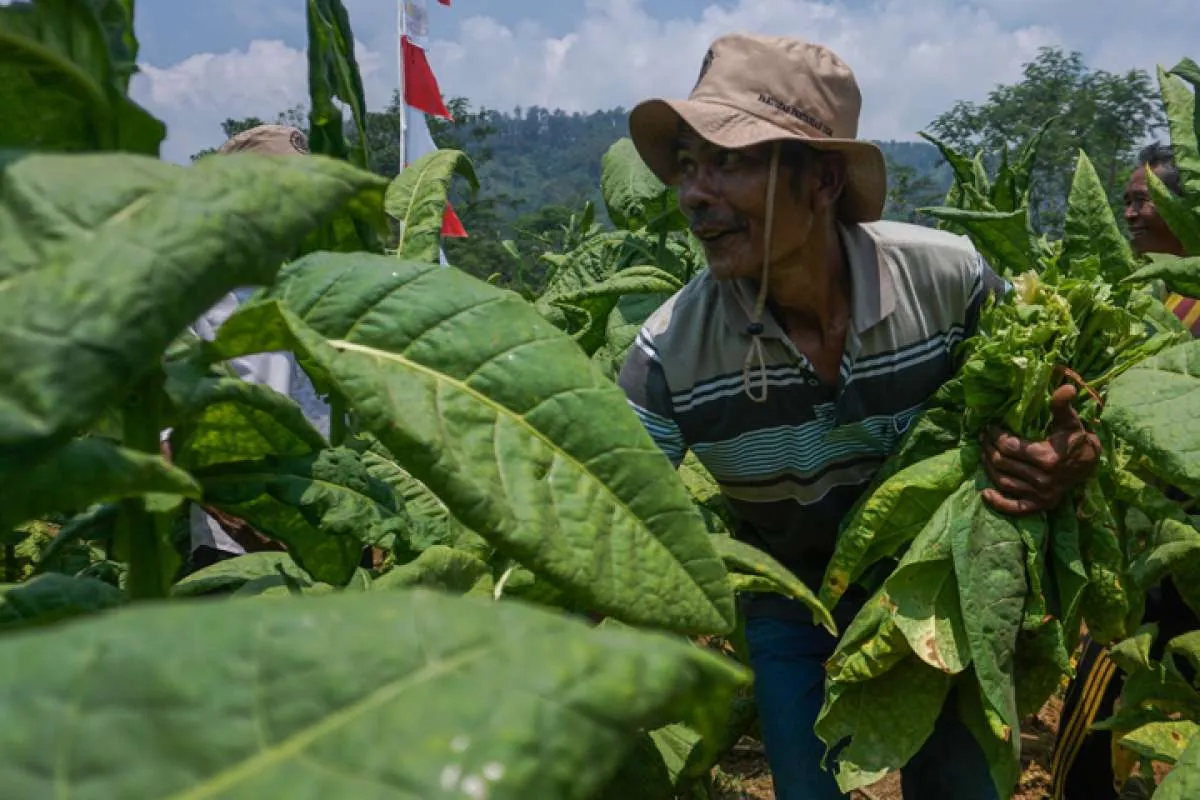 Efek Domino Kenaikan Cukai Rokok Bagi Petani Tembakau