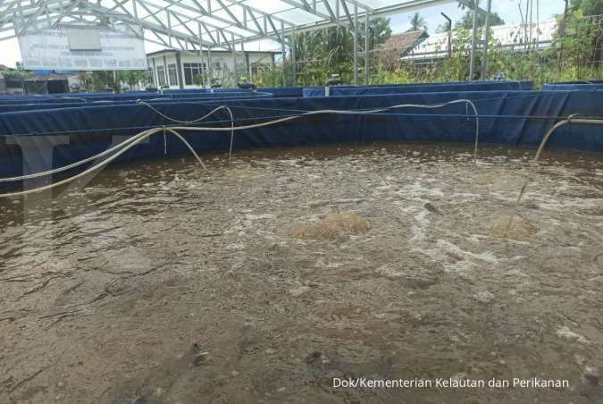 Meraup Berkah Masa Pendemi, Pembudidaya Lele Sistem Bioflok Prabumulih Siap Mandiri