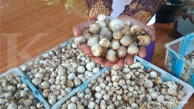 Bertani sembari menanam jamur (1)