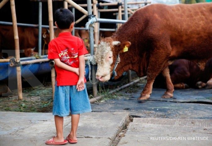 Jokowi salurkan satu ekor sapi kurban ke Bangka