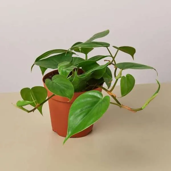 Hearthleaf Philodendron