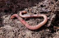 Ini Dia Manfaat Cacing untuk Pakan Ikan Hias