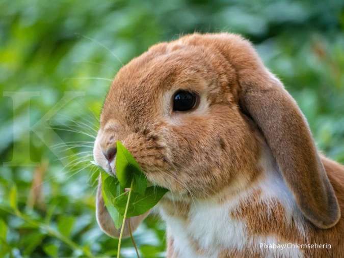 Rekomendasi Jenis Ras Kelinci yang Unik untuk Dipelihara 