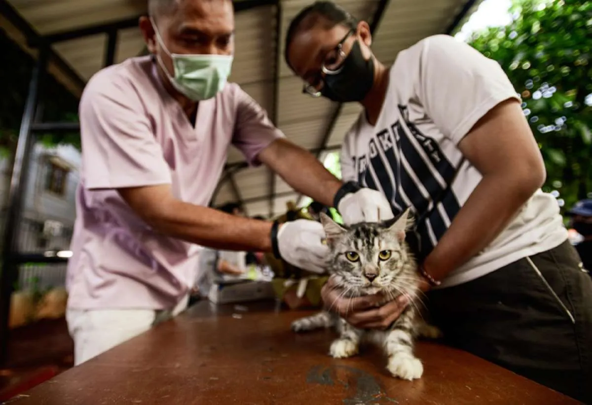 Ciri-Ciri Kucing Rabies, Kenali Juga Tanda Cakaran Kucing yang Menyebabkan Rabies