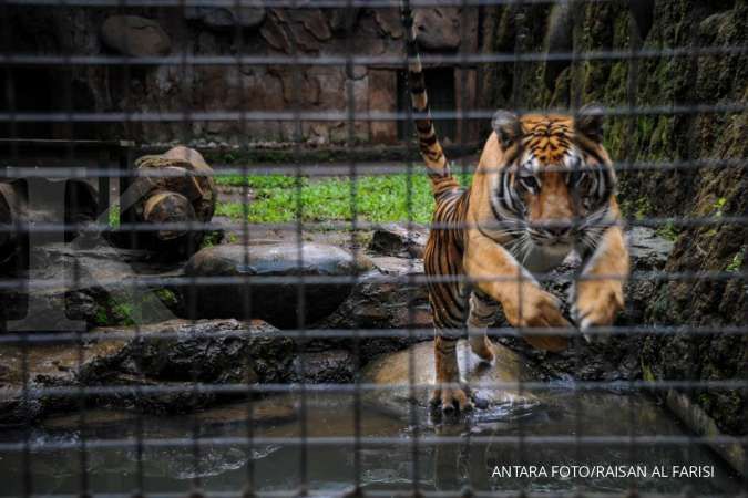 Sementara, Kebun Binatang Bandung tidak menerima pengunjung dari luar Jabar