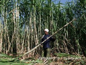 Revitalisasi macet dan curah hujan tinggi bikin produksi gula jadi mini