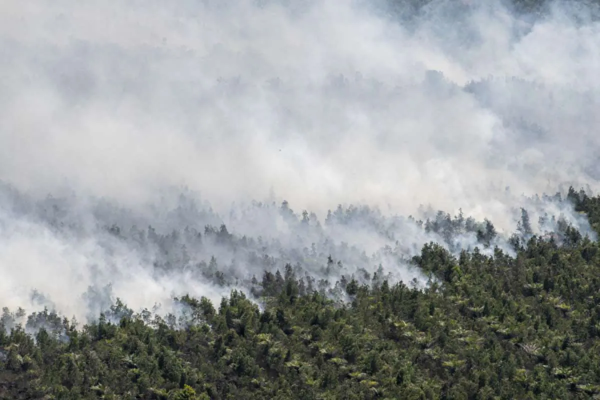Pemerintah Bisa Raih Rp 7,44 Triliun Jika Pajak Karbon Diterapkan April 2022