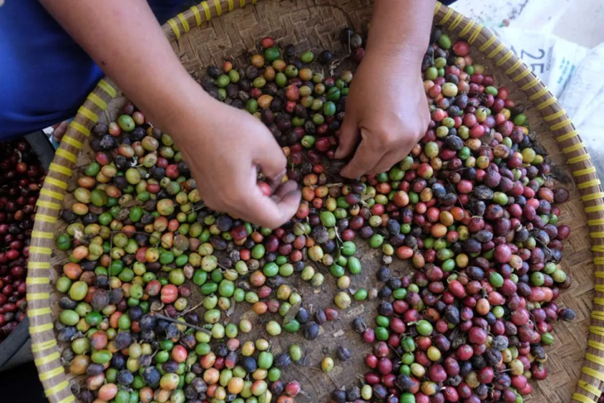 Tahun Ini Panen Kopi Indonesia Menurun Tajam, Ini Sebabnya