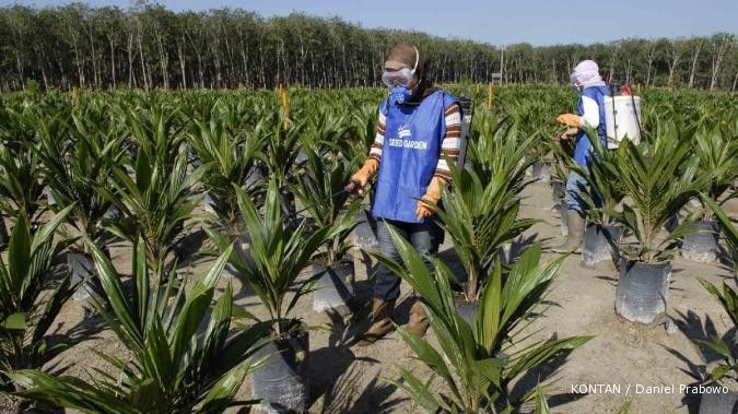 Pemerintah: Kebun inti plasma dibangun dua tahun