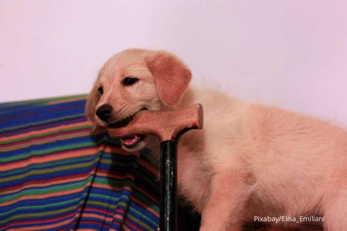 Ini yang Perlu Anda Lakukan Segera setelah Digigit Anjing & Kucing