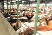 Kinerja Widodo Makmur Perkasa (WMPP) Kurang Memuaskan Hingga Kuartal III-2022