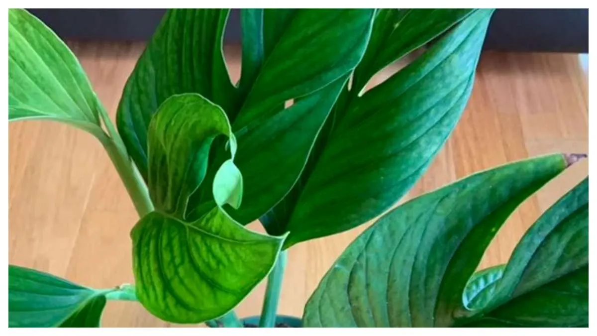 2 Cara Memperbanyak Tanaman Monstera Pinnatipartita dan Langkah Perawatannya