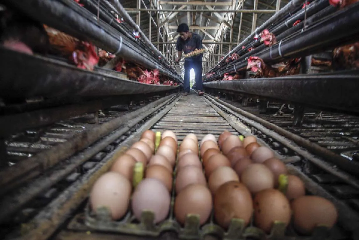 Penjualan telur infertil terkuak: Dijual setengah harga dan bahaya dikonsumsi