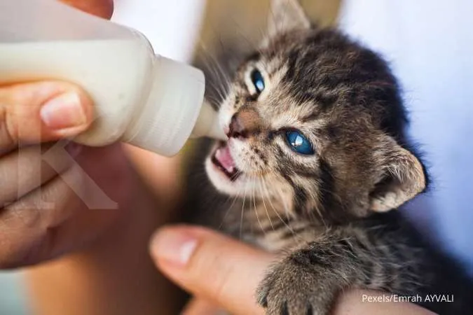 Anak Kucing Minum Susu