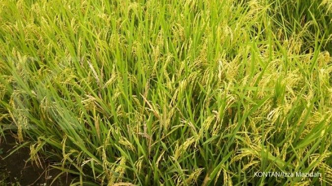 Mei-Juni, surplus beras capai 1,6 juta ton