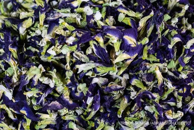 Cara Menanam Bunga Telang yang Sering Dipakai untuk Teh Biru Alami