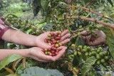 AEKI: Pembentukan BPDP untuk komoditas kopi tidak boleh membebani petani