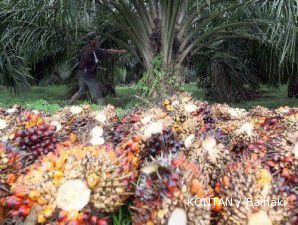 Malaysian Palm Oil: Harga CPO akan tetap tinggi di tahun ini