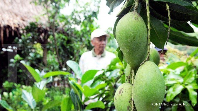 Chokanan bisa dipanen tiga kali dalam setahun (2)