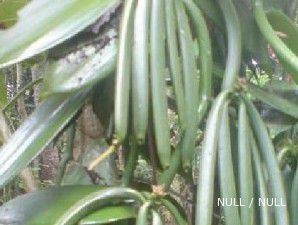 Produksi vanili tahun ini diprediksi naik 30%