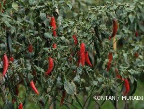 Peralihan musim, tanaman cabai petani terserang virus