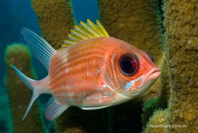 Squirrelfishes