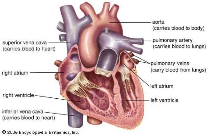 Anatomi jantung manusia
