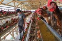 Danantara Akan Suntik Modal ke Bisnis Unggas, Pengamat: Libatkan Peternak Lokal