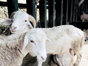 Dibutuhkan pasar kambing di Jakarta