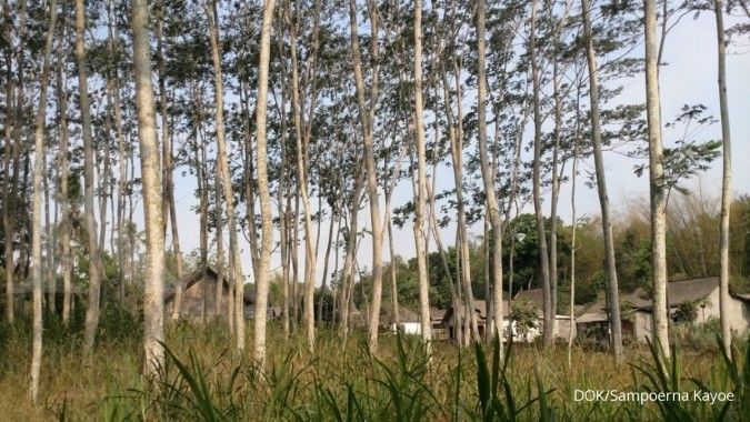 Sampoerna Kayoe targetkan ekspor kayu tumbuh 20% tahun ini