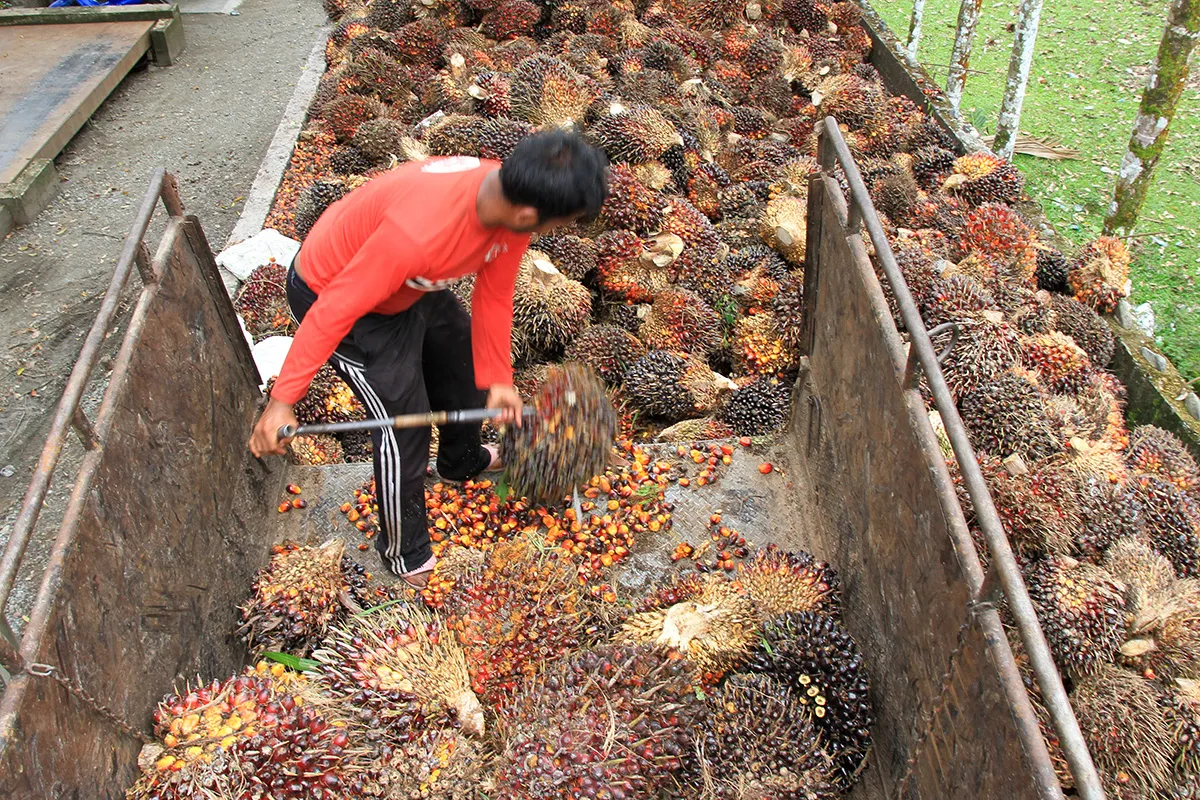 Tarif bea keluar CPO bakal naik dengan skema progresif, berikut respons AALI dan MGRO
