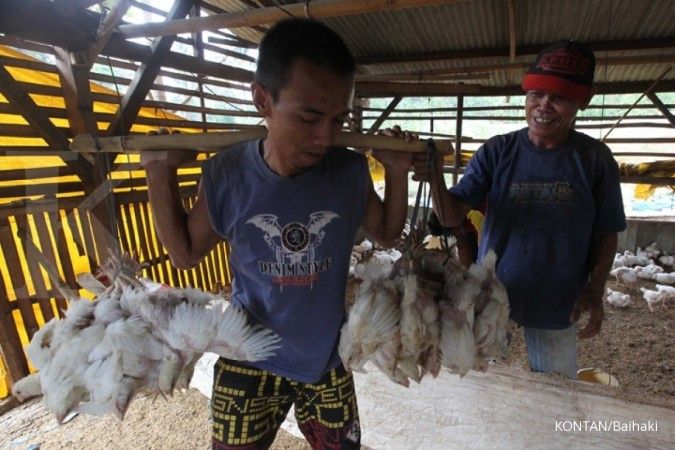 Produksi ayam lokal dan itik naik 10% di tahun 2018