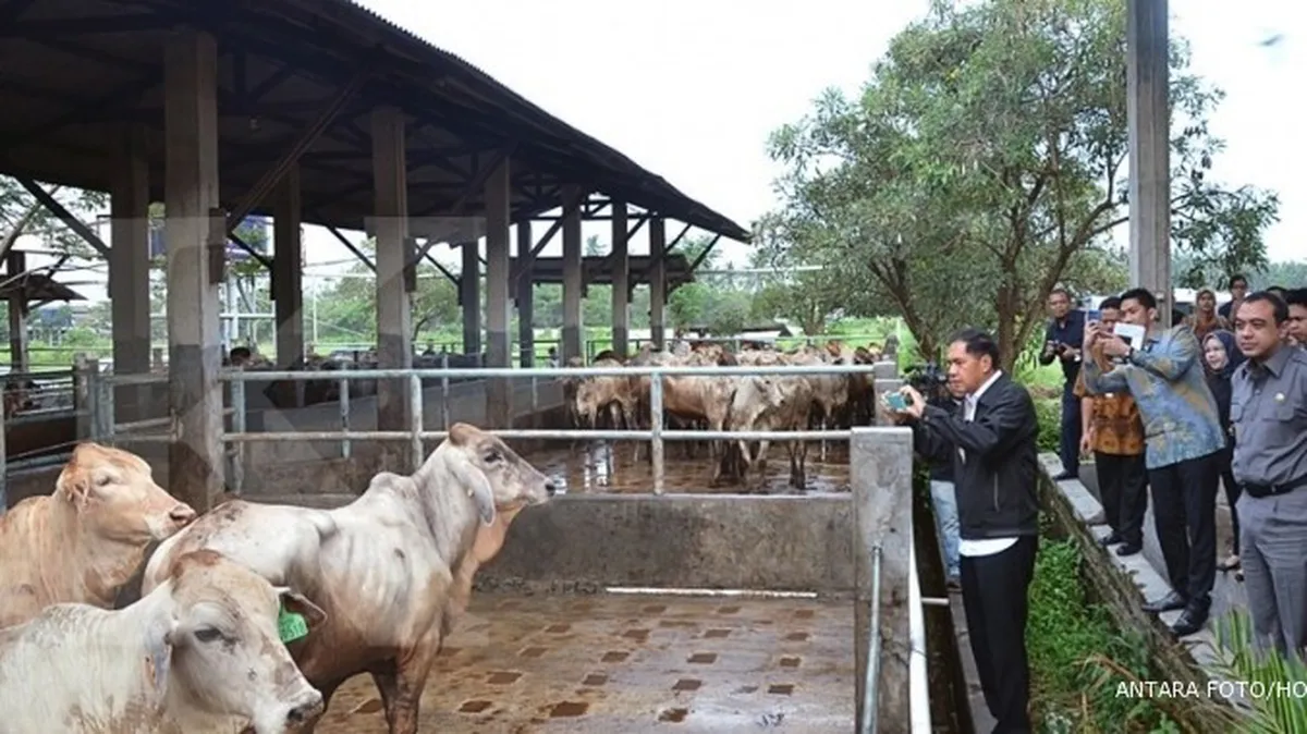 Mendag akan kaji usulan revisi UU Peternakan