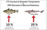 Semakin tinggi suhu air laut, kian tinggi mercuri dalam tubuh ikan
