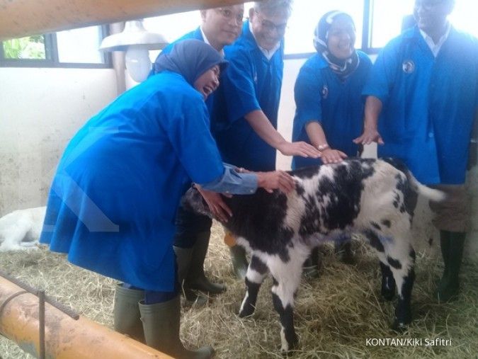 Gandeng Belgia, Indonesia kembangkan pembibitan sapi Belgian Blue