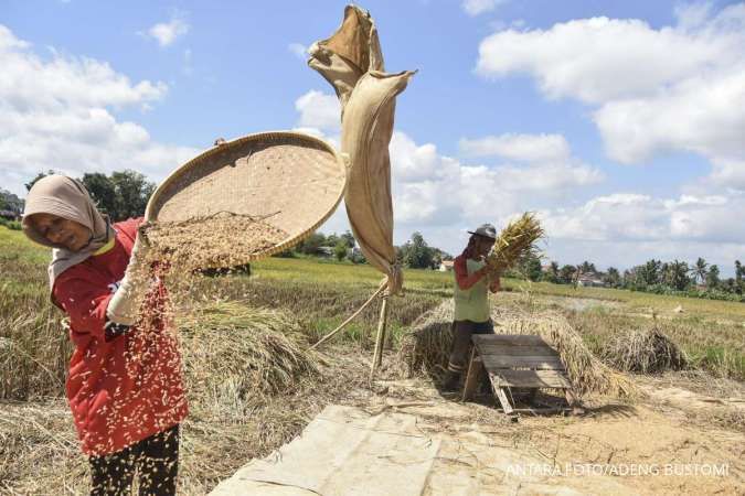 The Government Sets the Purchase Price for Rice at IDR 6,000 per kg
