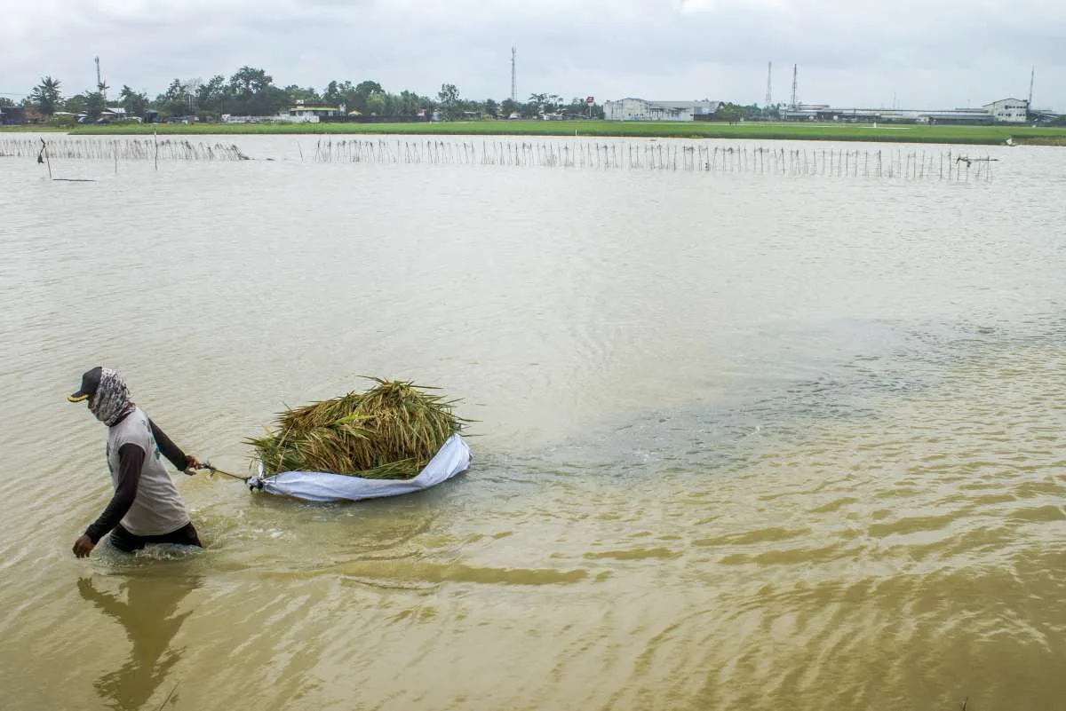 Ekonom: Mitigasi Perubahan Iklim Menjadi Kunci Pengendalian Inflasi Pangan