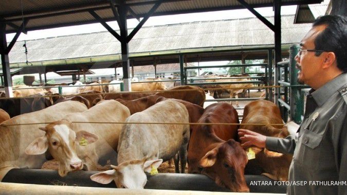 Jakarta bikin pembibitan sapi di Bangka Barat