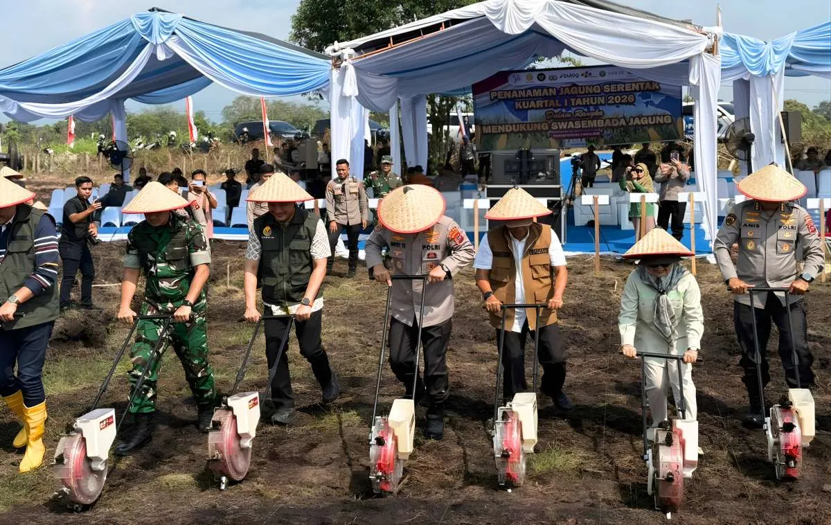 Ekspansi ke Pertanian, MEKAR Kembangkan Lahan Jagung di Padang Pariaman