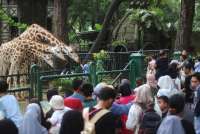 Cek Jam Buka, Harga, dan Cara Beli Tiket Kebun Binatang Ragunan 2025