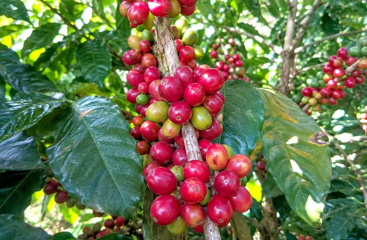 Stok Kopi Arabika Capai Titik Terendah dalam 26 Tahun, Harga Bisa Naik