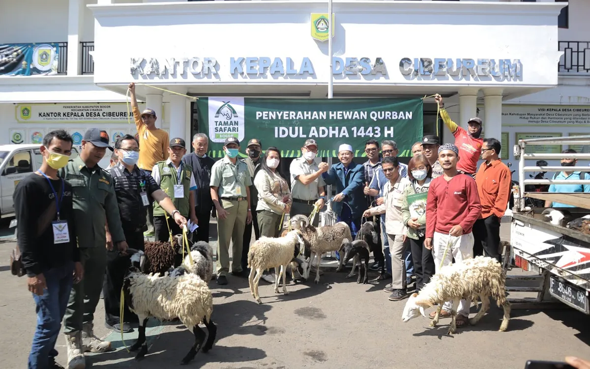 Hari Raya Idul Adha, Taman Safari Indonesia Menyumbang 35 Kambing Kurban