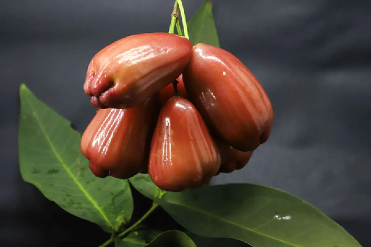  Jarang Diketahui! Ini 5 Manfaat Buah Jambu Air untuk Perempuan