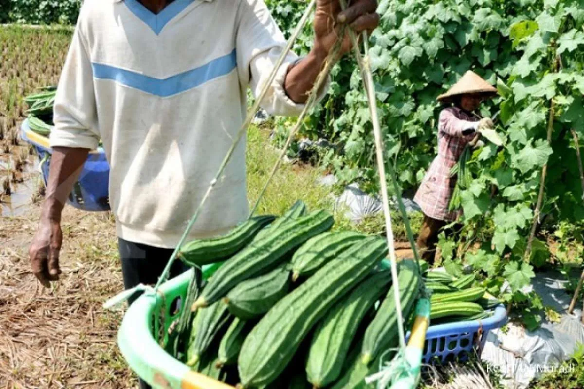 Manfaat oyong untuk kesehatan yang harus Anda tahu