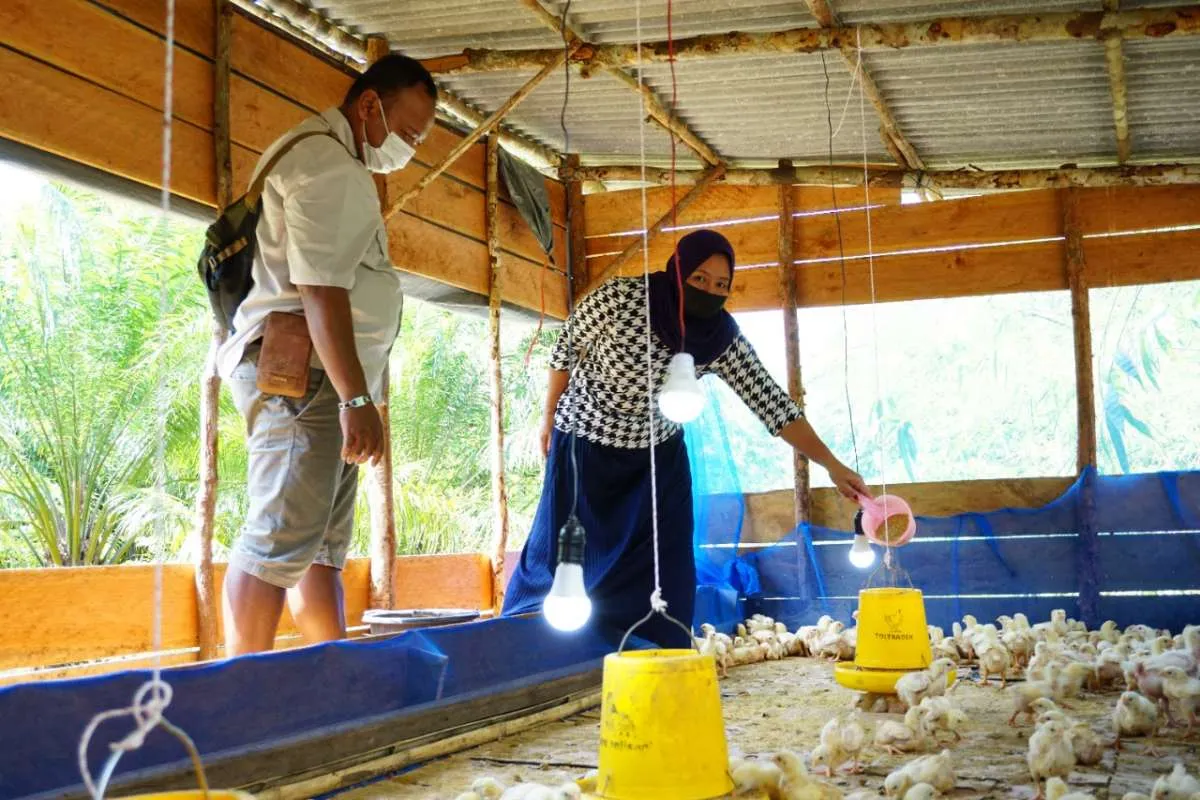 Peternak Ayam Merugi, Ombudsman Desak Kemetan Berikan Perlindungan